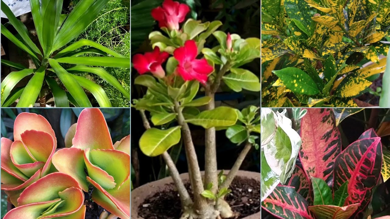 8 Plantas De Sol Pleno Para Cultivar Em Vasos