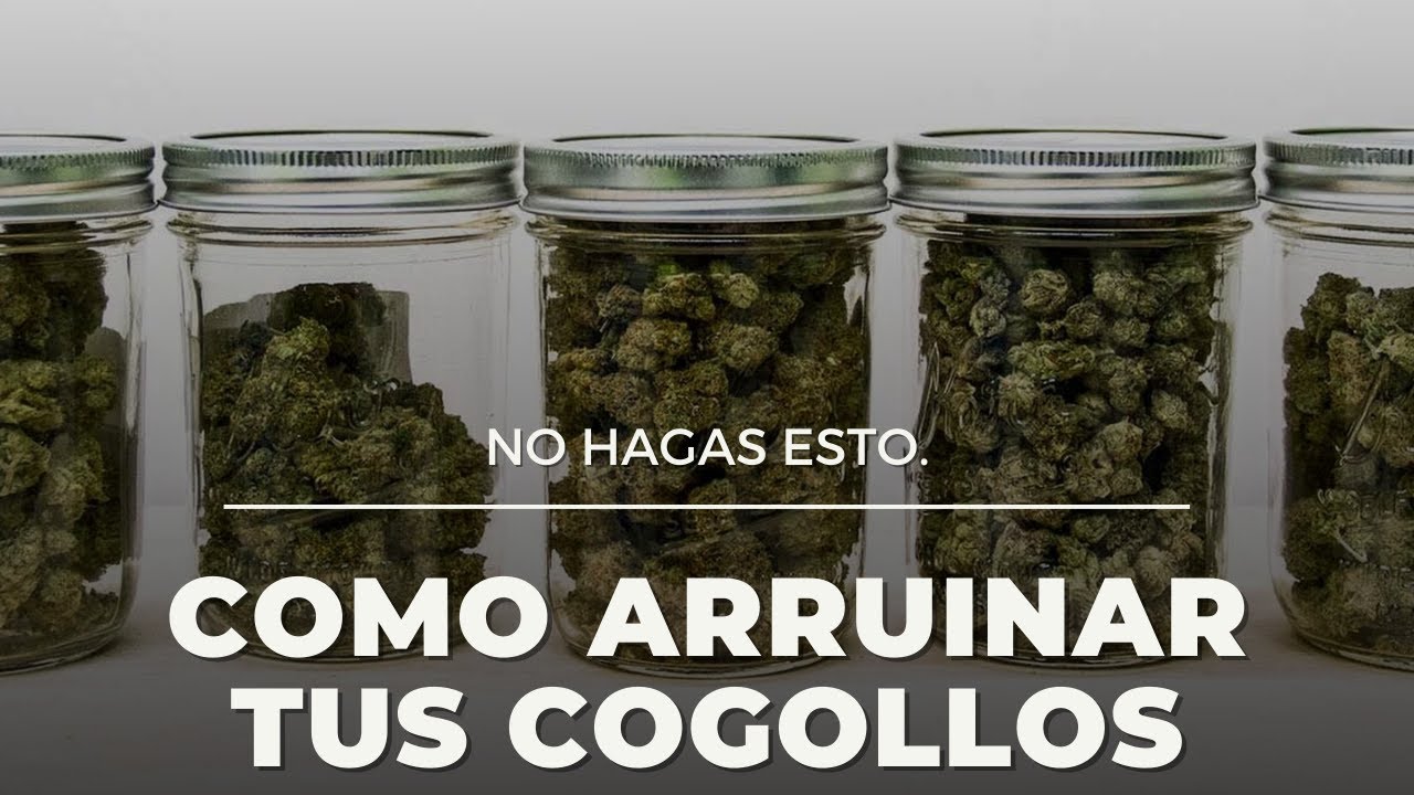 ✔ Consejos para almacenar tus cogollos despu&eacute;s de cosechar