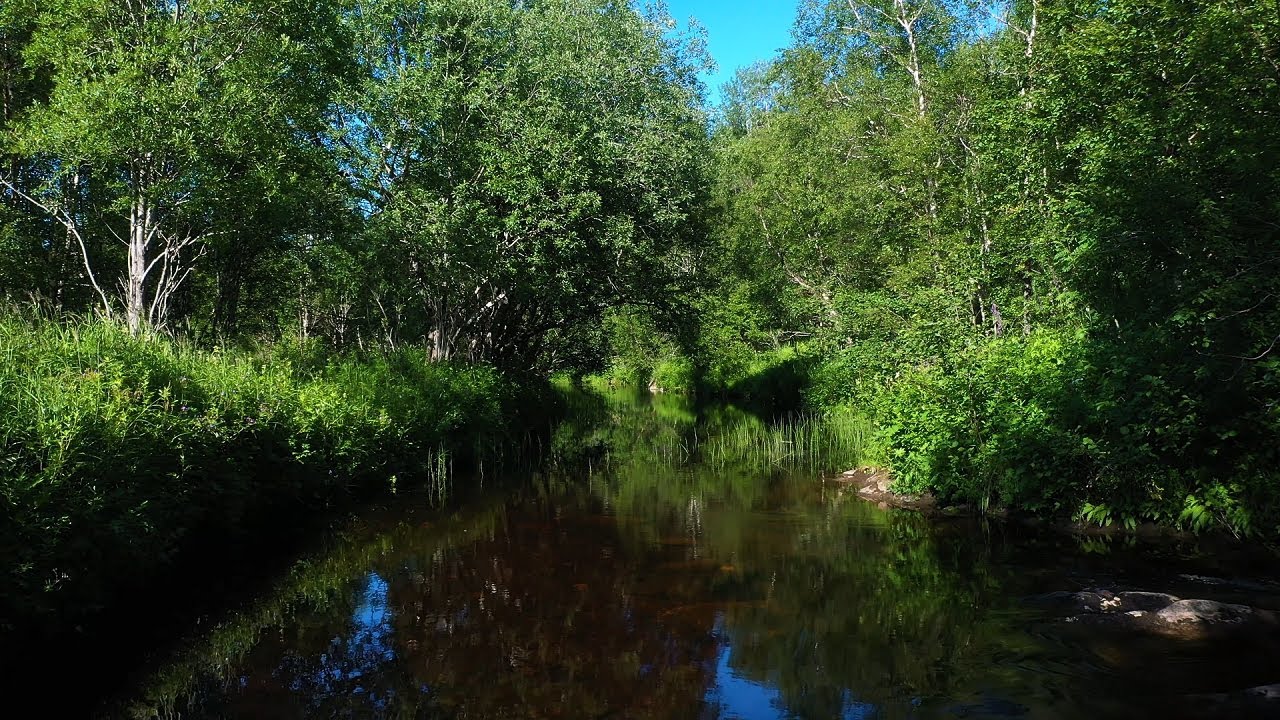 Sweet spot in the summer forest with river and bird sounds