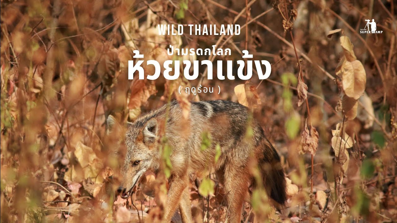 Wild Thailand | ป่ามรดกโลก ห้วยขาแข้ง | ( ฤดูร้อน )
