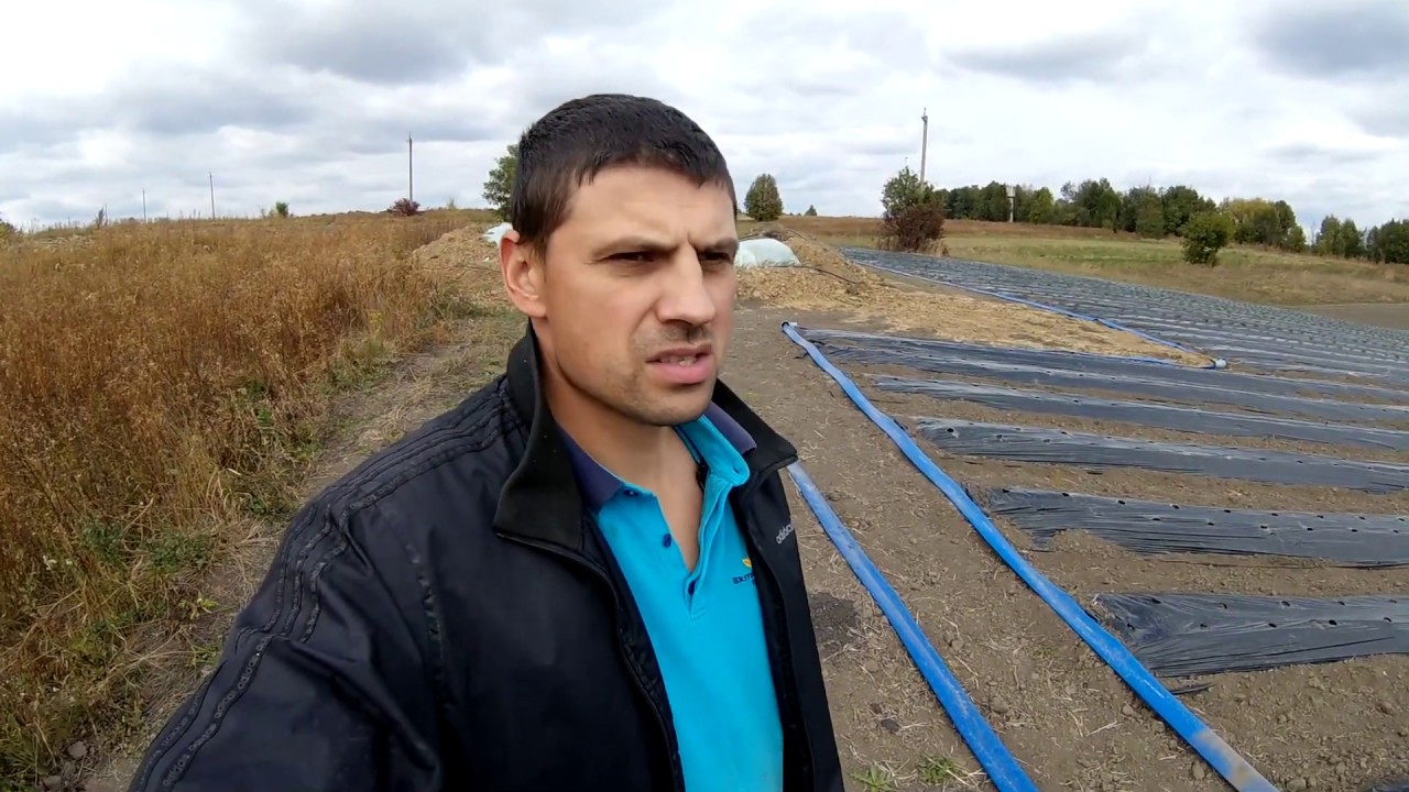 Калькуляція 1 га полуниці