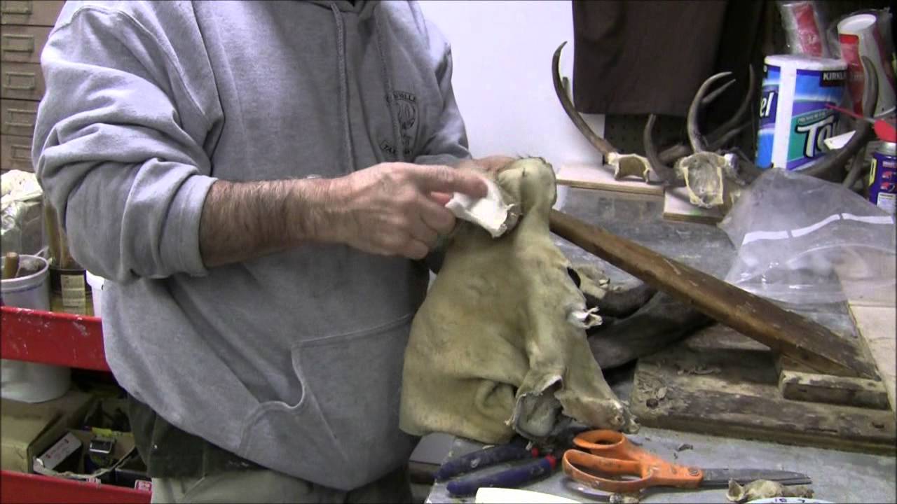 Testa's Taxidermy Tip's - Mounting a Deer Head (Part 2)