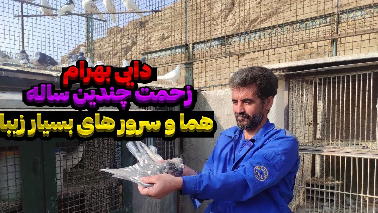 شاهکار نادر دنیای کبوتران؛ سرور هفت‌رنگ سلطنتی
