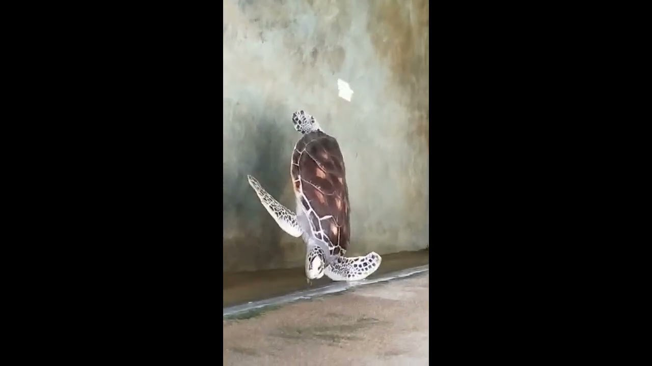 A Turtle orphanage in  Sri Lanka