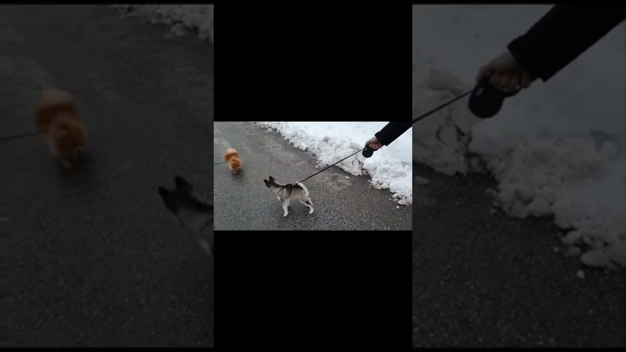 Little puppy meets his best friend for the first time #pomskylife 🐶