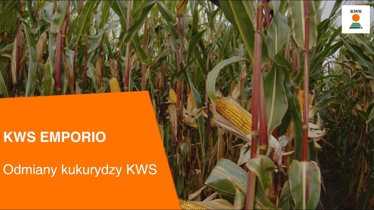 KWS EMPORIO / odmiany kukurydzy KWS