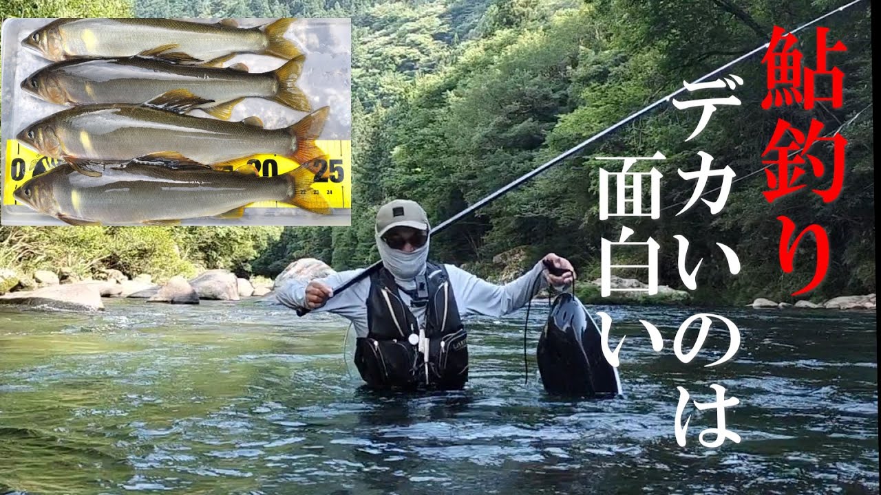 鮎釣り スキルアップのためデカ鮎を釣りに行こう／馬瀬川下流