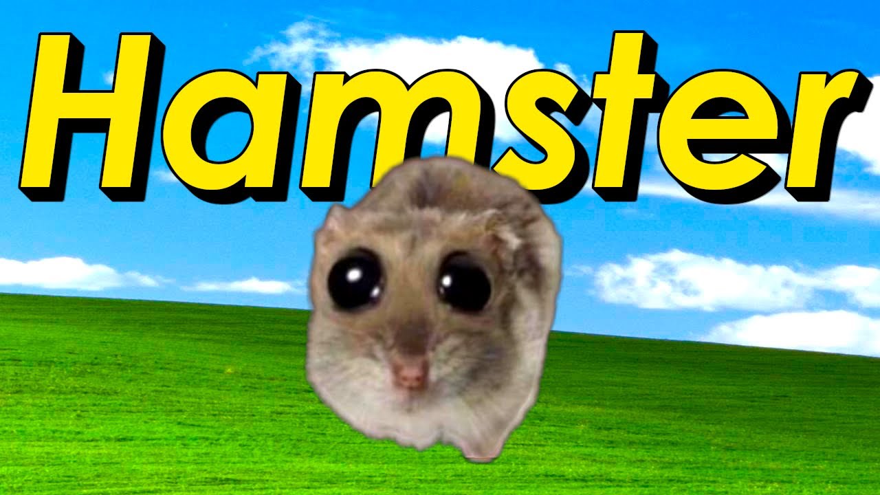Hamster