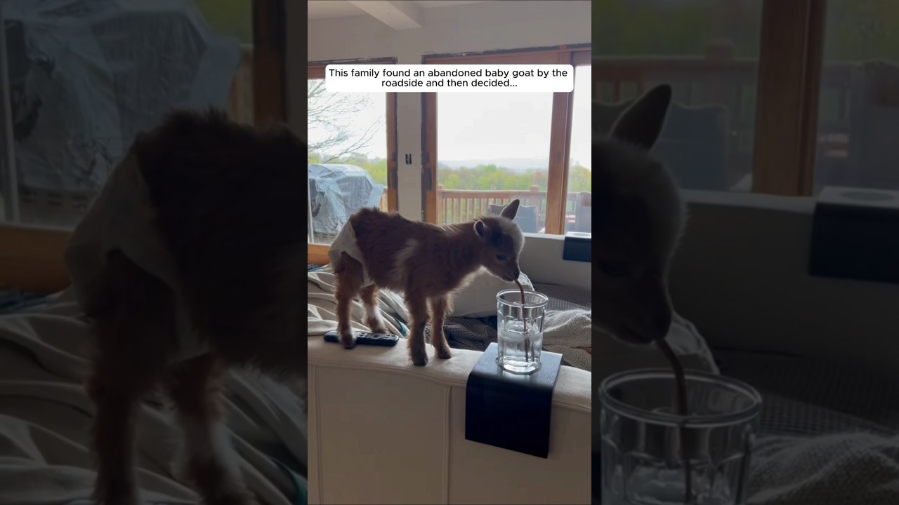 This family found an abandoned baby goat by the roadside and then decided...
