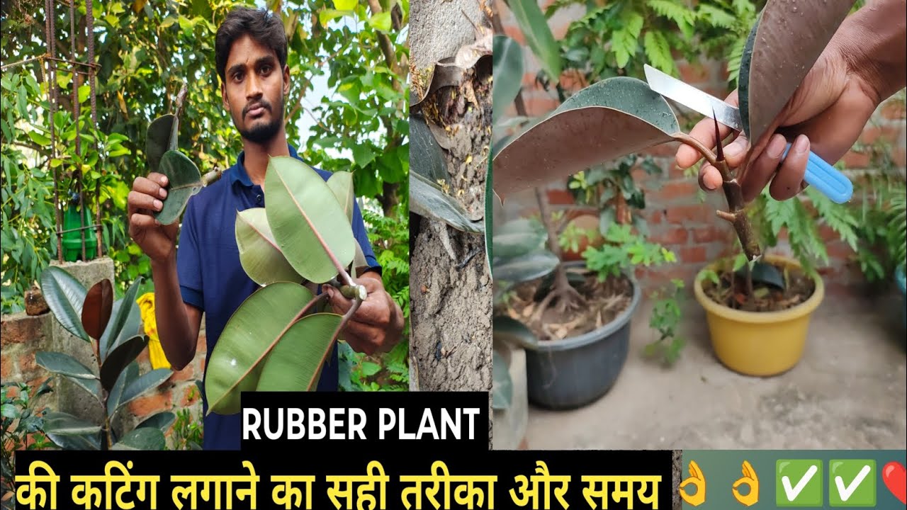 rubber plant propagation from leaf 