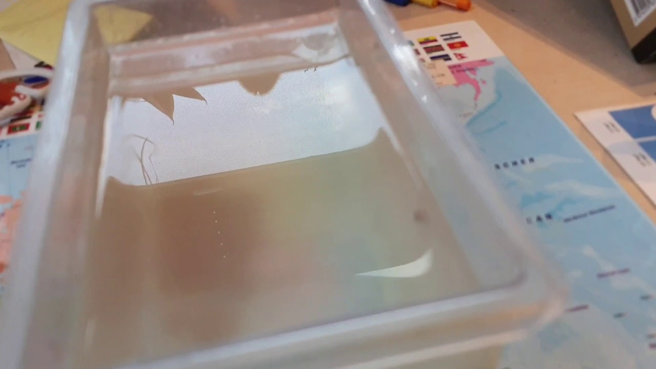 Wasserfl&ouml;he sebstgez&uuml;chtet!