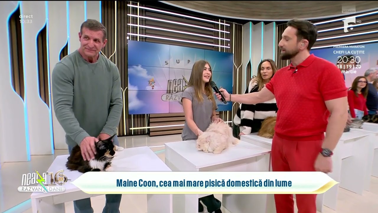 Importanța sterilizării la pisici | Sfaturi de la Gina Alban