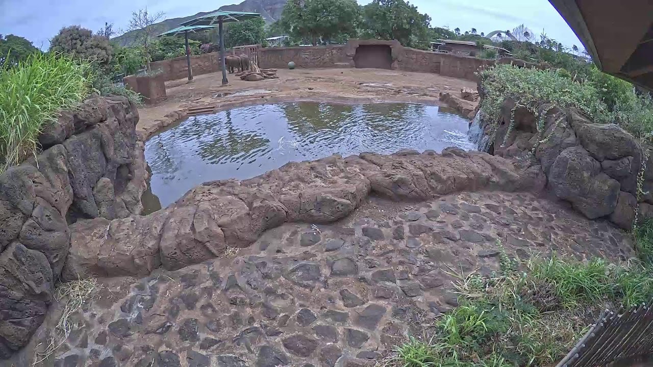 Live Camera Axis M3126-LVE