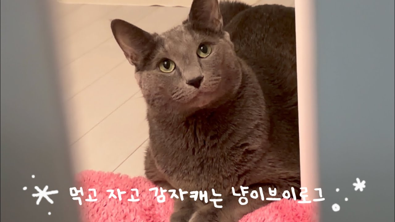 Hi! harry | 새차뽑고 🚙 해리 자장가로 낮잠자고 😴뚱냥이 먹고 자고 감자캐내는 고양이 일상😻