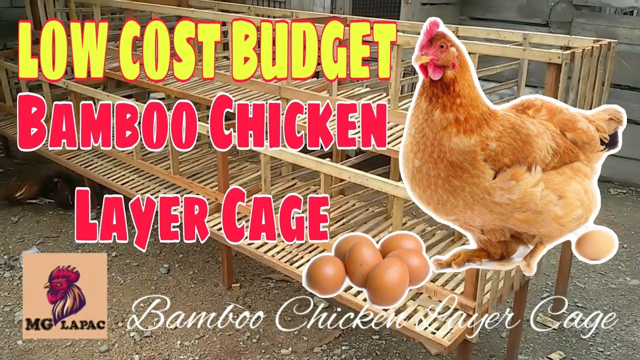 Bamboo Made Chicken Layer Cage | Low Budget Cost