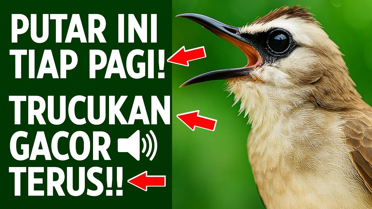 MASTERAN TRUCUKAN TERBUKTI AMPUH: Ropel Ngalas Bikin Burung Gacor & Nyaut!