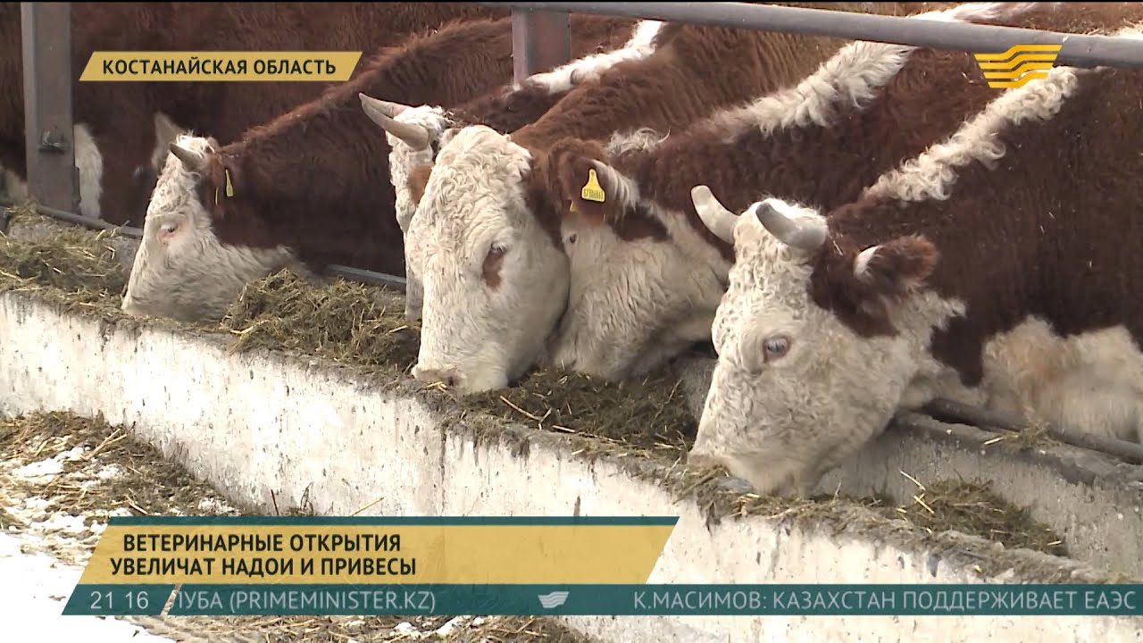 Ветеринарные открытия увеличат надои и привесы