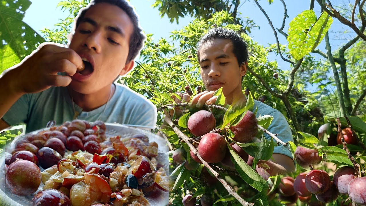 Enjoying Spicy Plum Fruits from My Garden | Plum Season Delights !!!