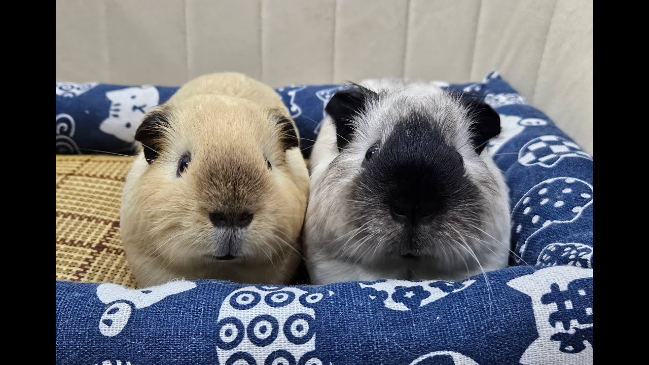 Cream and Black White Piggies Eating and Playing Moments | 🐹 Guinea Pigs Vlog