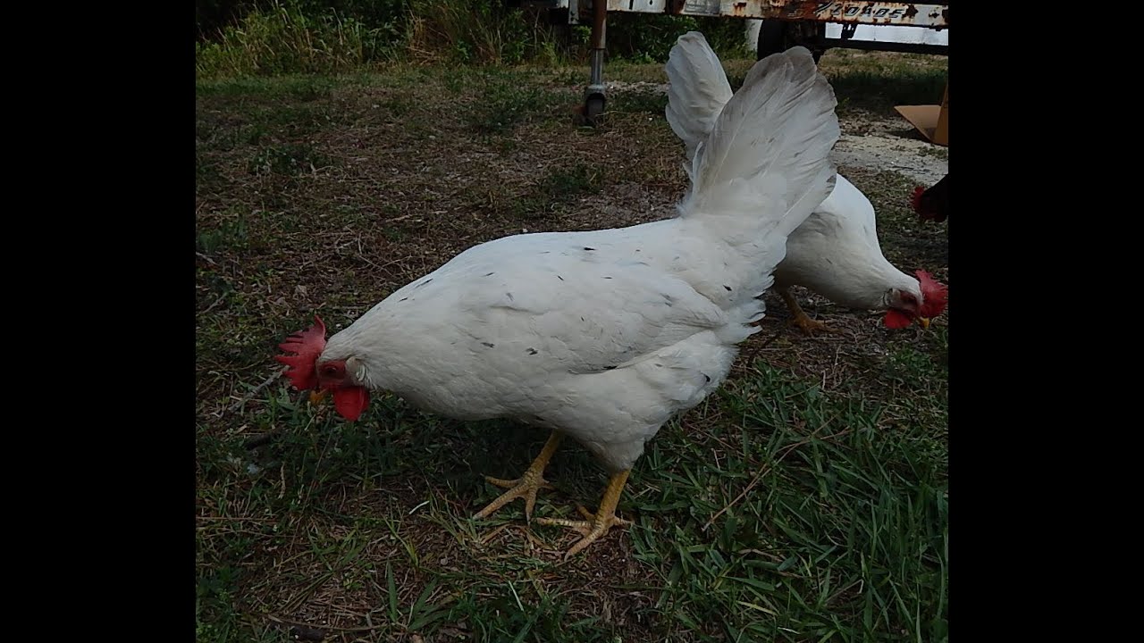 Ideal 236 for backyard flocks eggs and pets