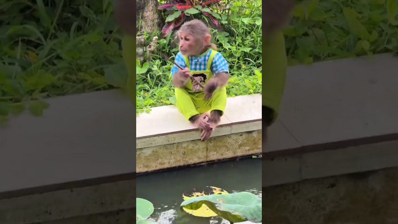 Monkey Mynu go fishing.#animal #monkey #pets #monkeydluffy #monkeyface