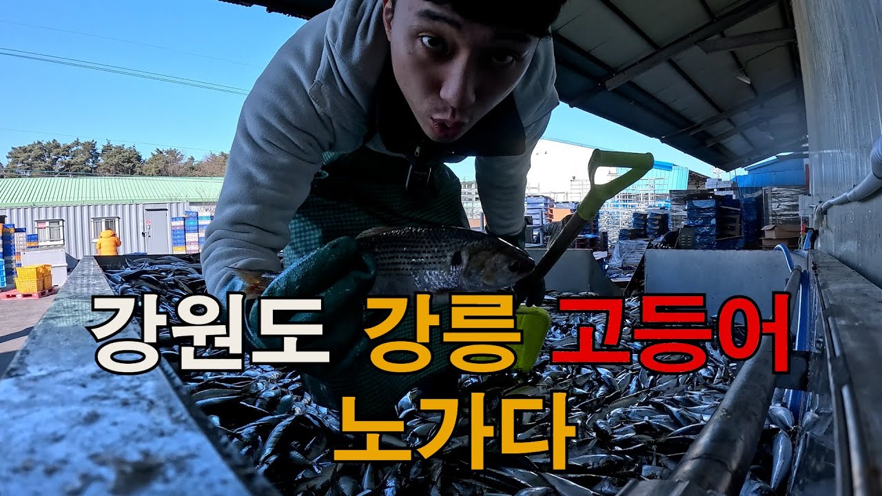 강원도 강릉 고등어 노가다 ［이 추운 날 땀이..］