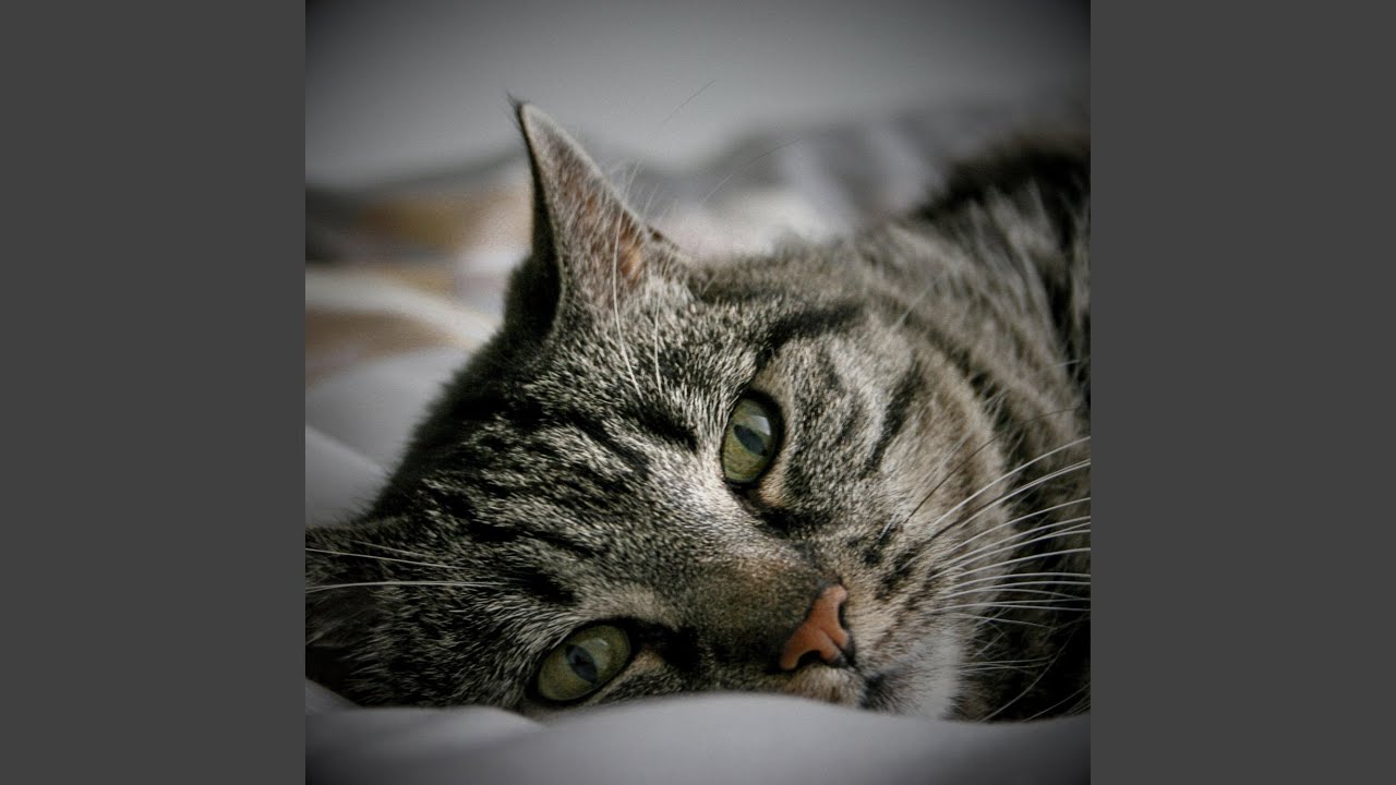 Lazy Sunday (feat. Gabriel La Voz)