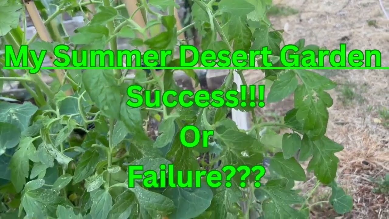 Update: How Is My High Desert Garden Doing This Summer?/Did Sand Save My Seedlings?