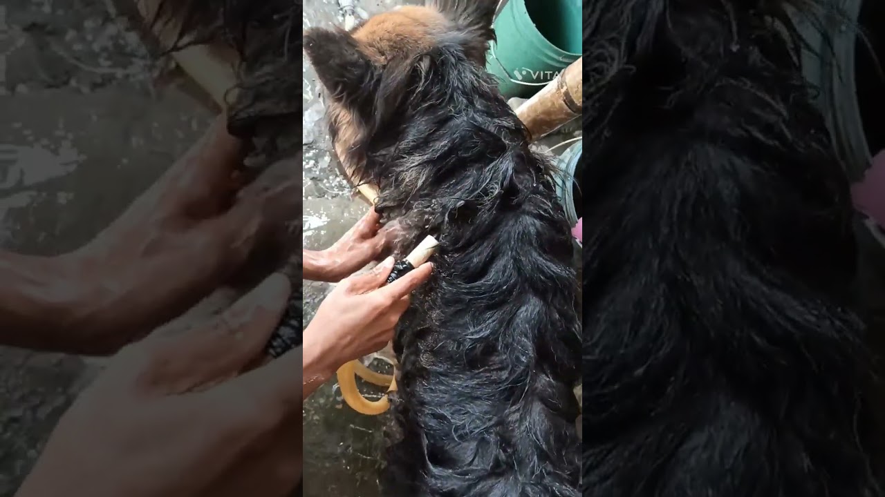 German Shepherd Dog bathing #germanshepheard #bathing #viralvideo #dogbath #nagaland
