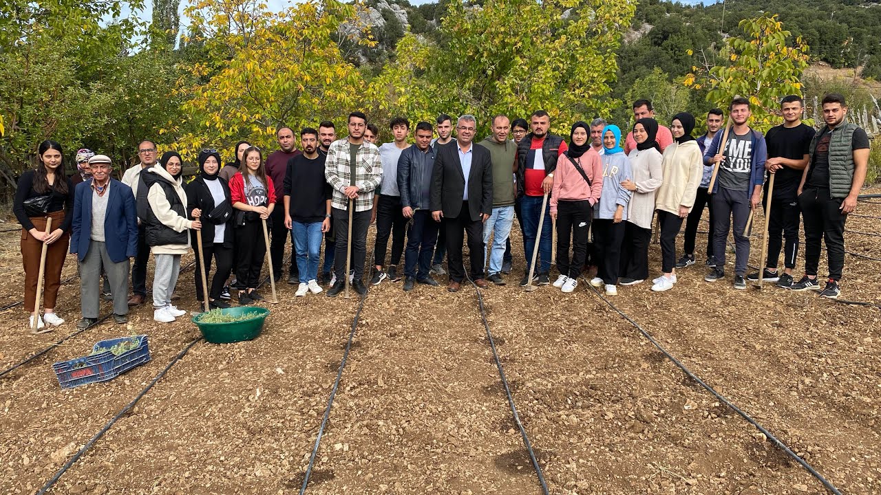 Kekik ekimi Isparta sütçüler