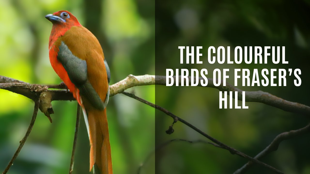 Colourful Birds of Fraser's Hill, Malaysia | A Guide to Epic Birding in Southeast Asia