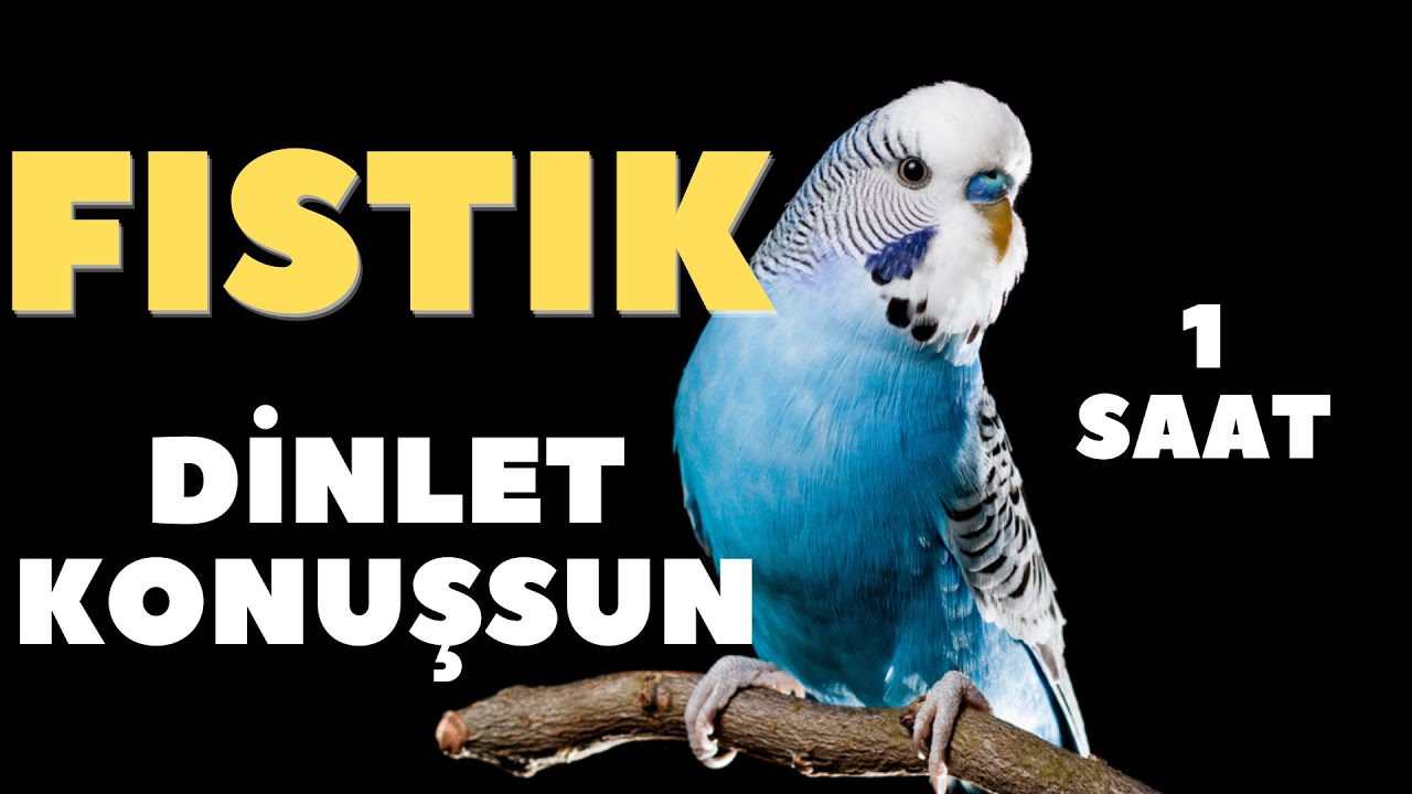 Fıstık Muhabbet kuşu konuşturma egzersizi - Kuşunuz FISTIK Desin 1 Saat Kuş Konuşturuyoruz