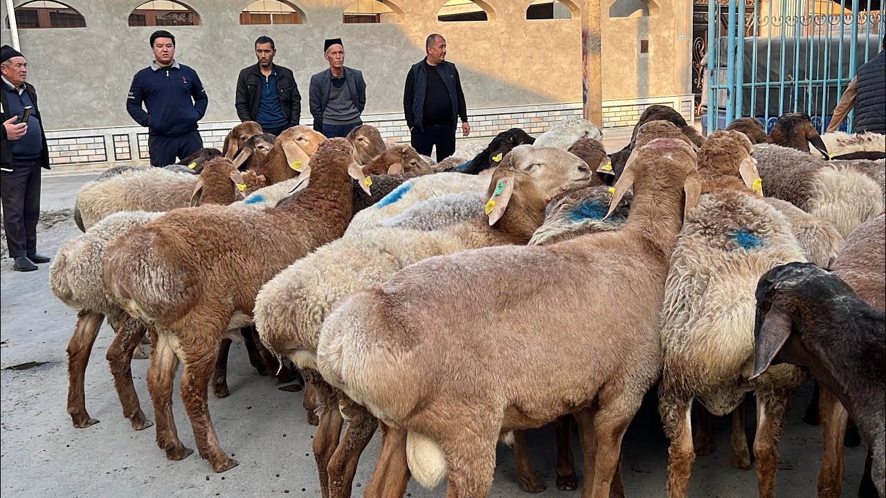 🔥🇰🇬Sodiqjon aka Arashan Qochqorlarni Rekord Arzon Berdi 😱
