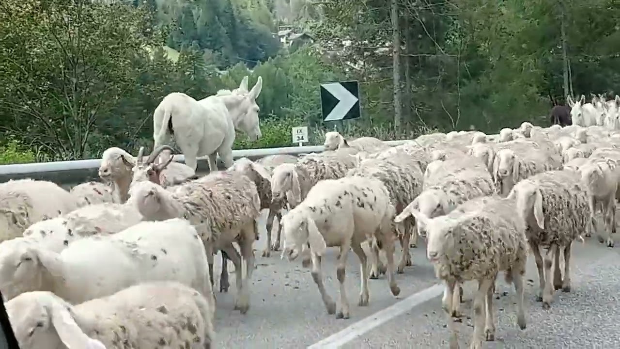 Immenso gregge delle Dolomiti