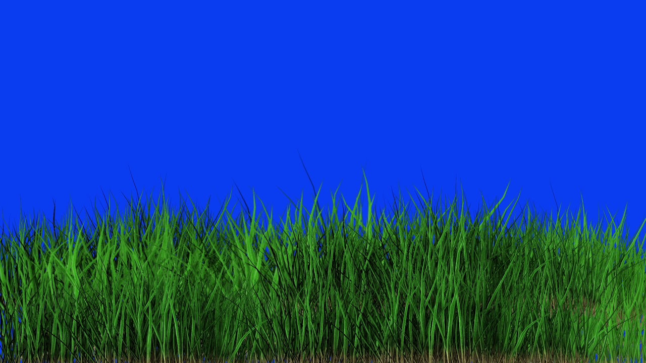Grass waving in wind blue screen video