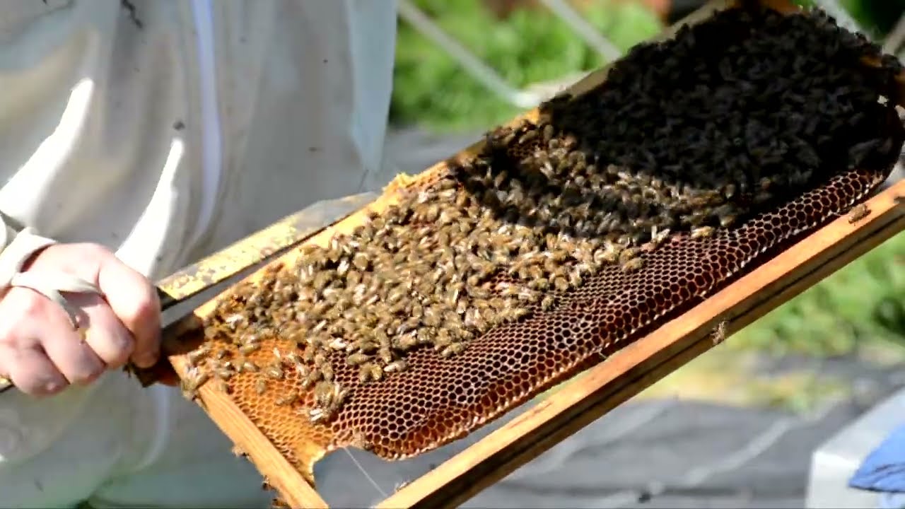 Transfert d'une ruchette en ruche au printemps, extension de la colonie d'abeilles
