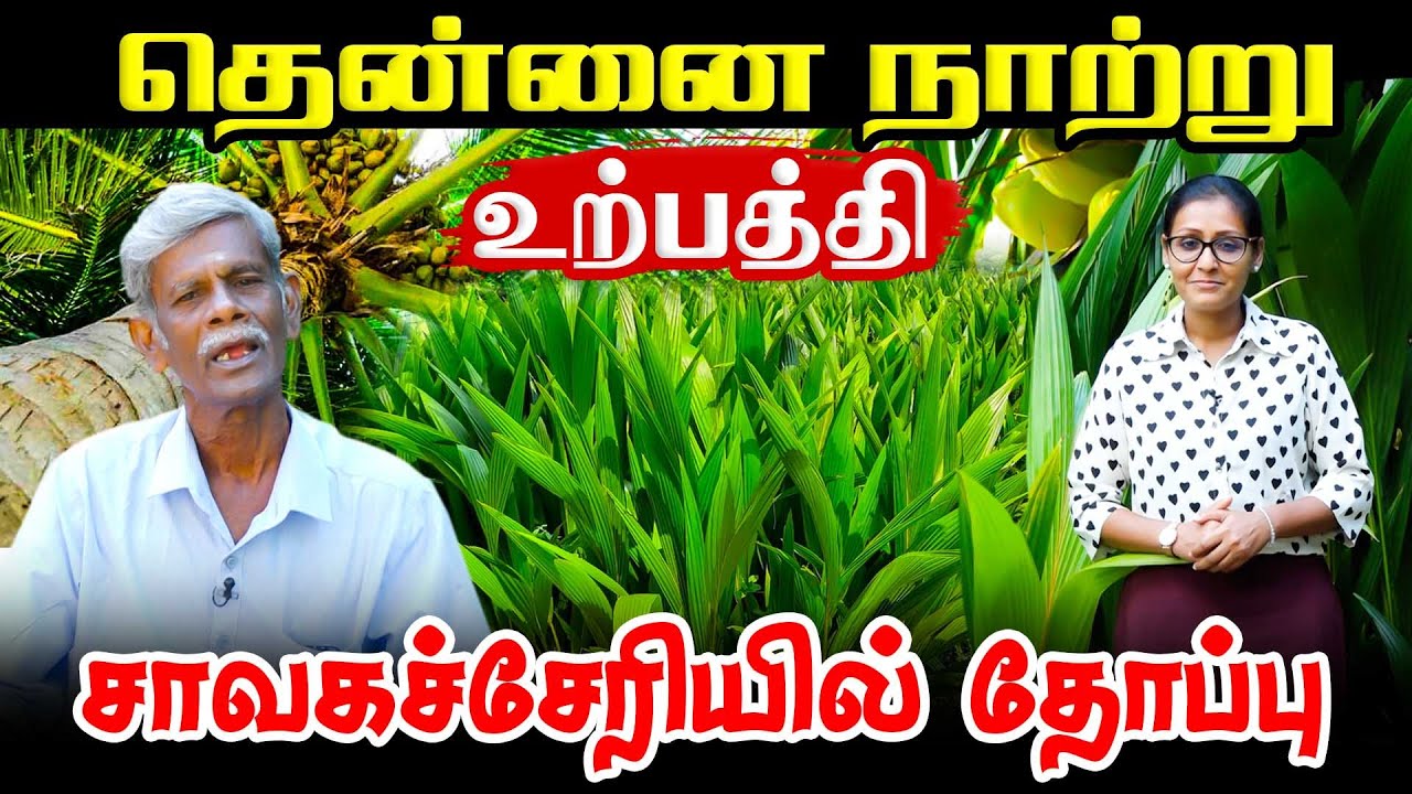 தென்னை நாற்று உற்பத்தியில் முன்னணி | Orvasanai | IBC