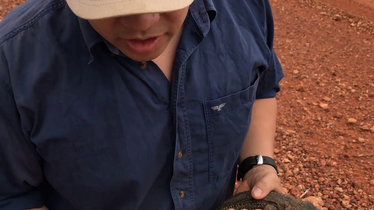 Egg laying and reproductive cues in wild Pogona vitticeps