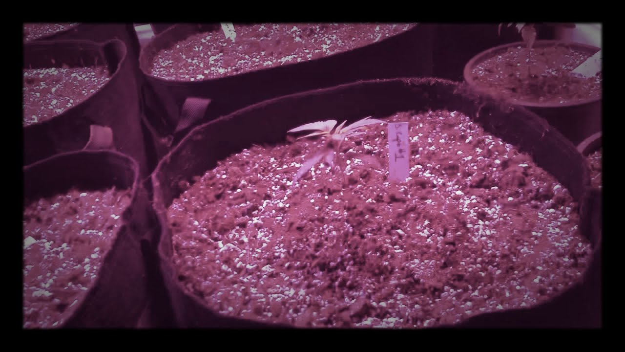 18+ Oklahoma Cannabis Home Grow week 1 of asphalt og glueberry og Melonaid Zkittles