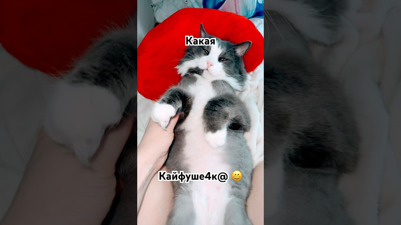 Проверил?🦁Подпишись#рек #котики #cat #животные #юмор #приколы #озвучка #позитив #тренды #еда #пёс