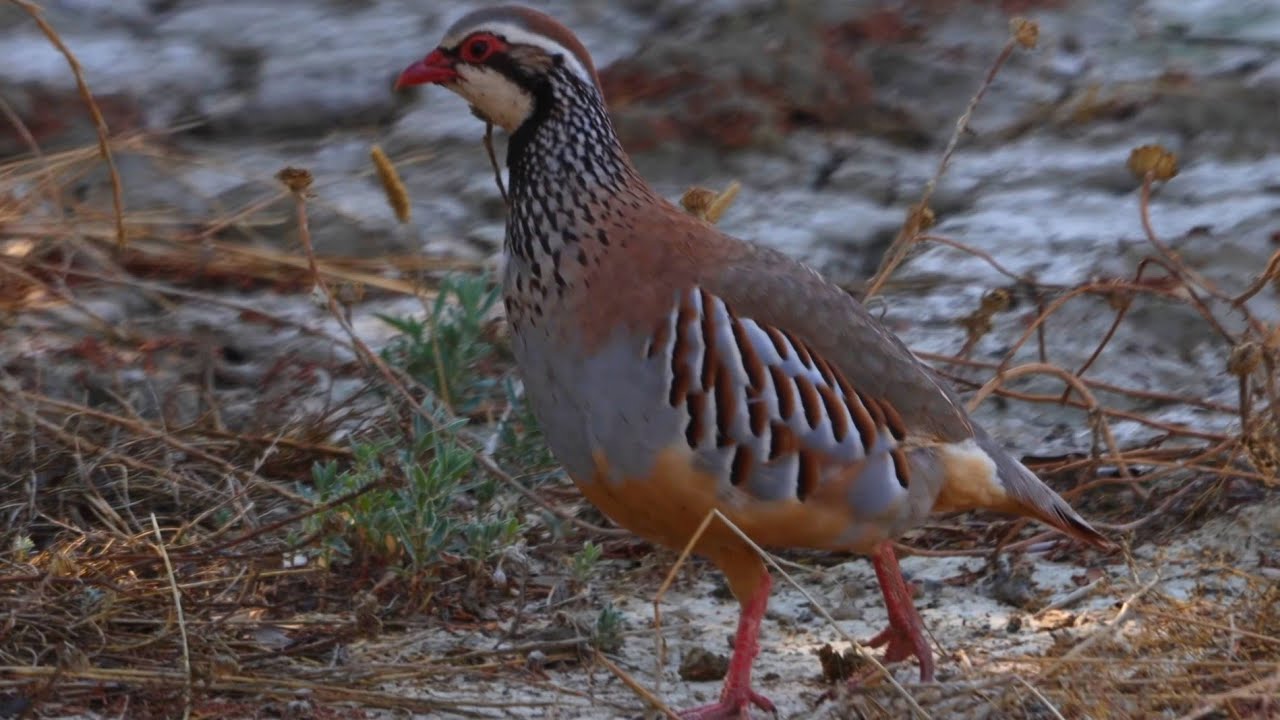 Perdiz roja. Alectoris rufa. Red-legged partridge. Monte mediterráneo.4K