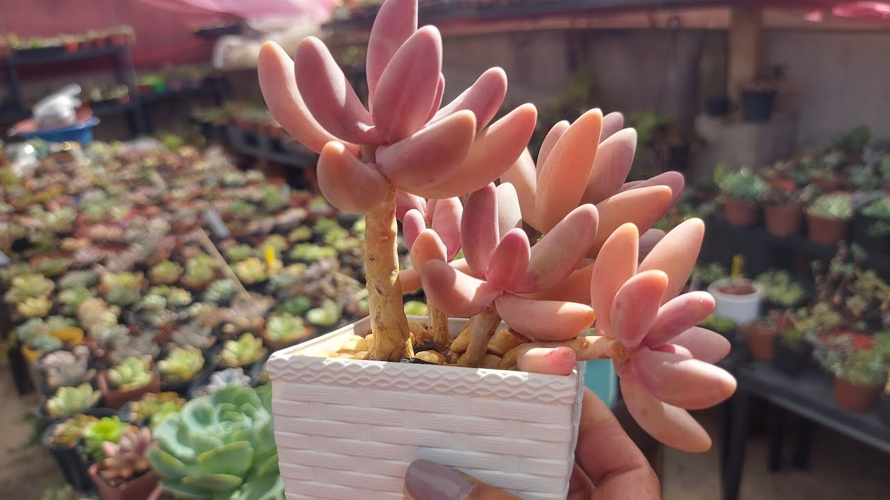 SUCULENTAS NO SOL PLENO, E AINDA ASSIM ALONGOU? AQUI ESTÁ O PORQUÊ!
