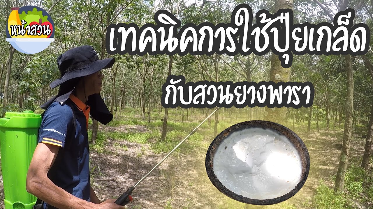 เทคนิคการใช้ปุ๋ยเกล็ดในสวนยางพารา จ.กาฬสินธุ์-หน้าสวนแชนแนล
