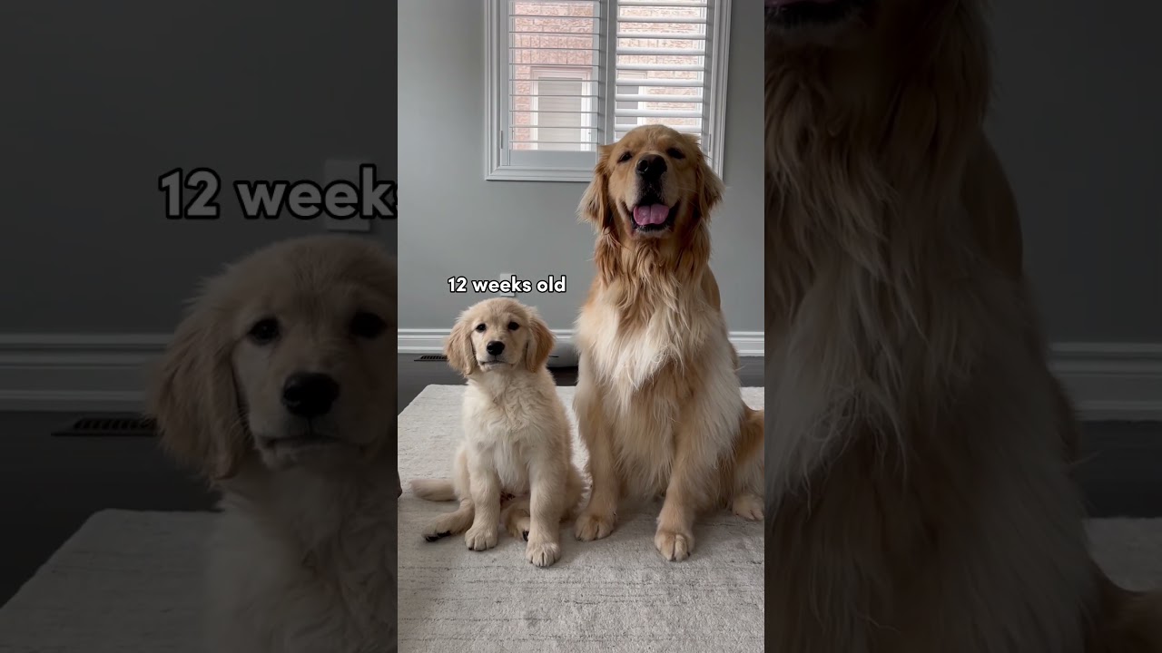 Watch my puppy grow up! #puppy #dog #goldenretriever
