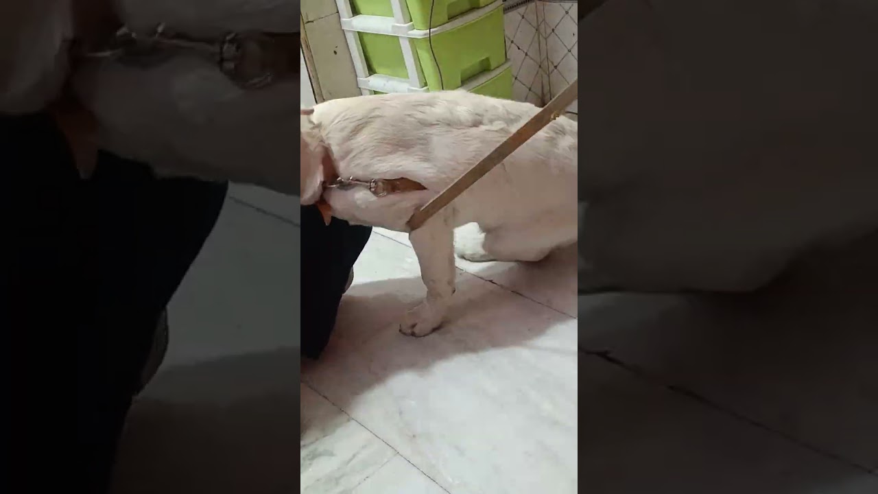 Mera doggy itna Shaitan apni bahanon se itna ladta Hai pyar bhi bahut karti ho 