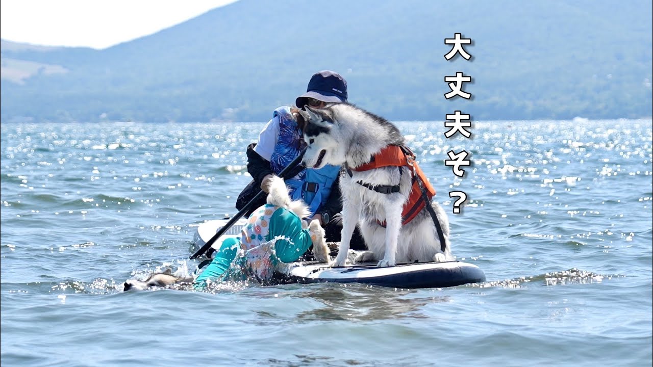 【大変】初めてのSUP体験でハスキー犬が落っこちたwww 【シベリアンハスキー】