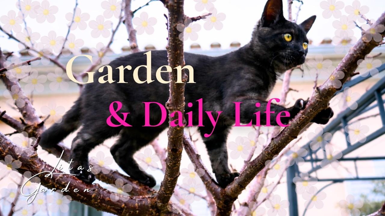 Homemade Chicken Pies, Camelias & a Rescued Kitten in a Mediterranean Garden 🌿 | 4K Slow Living