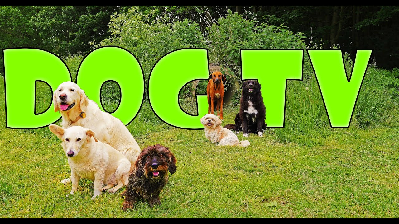 Dog Tv | The Waggle Brigade | 4K50P | Virtual dogwalk | Dogs meeting Highlanders