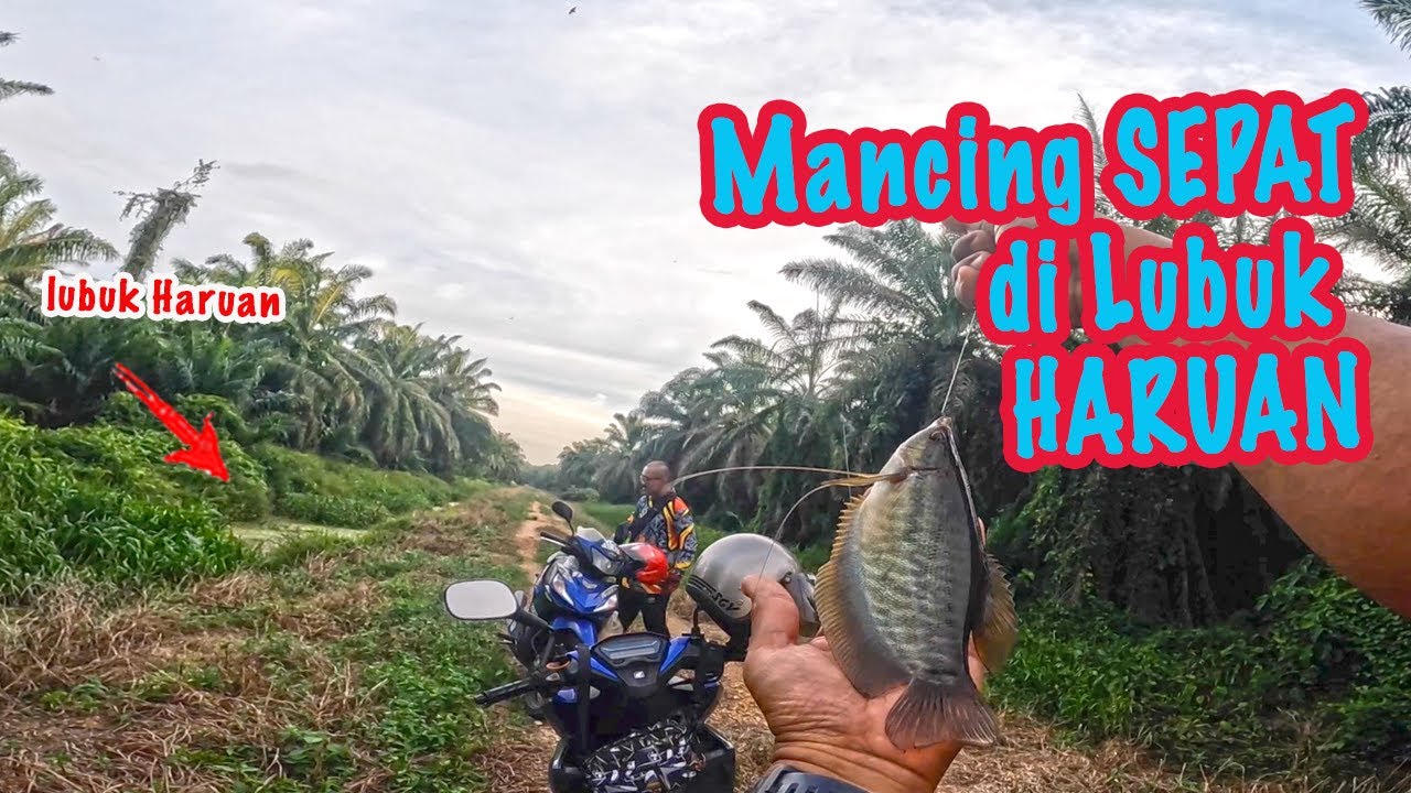 Mancing Ikan Sepat Siam | Lubuk Ikan Haruan Jadi Lubuk Ikan Sepat