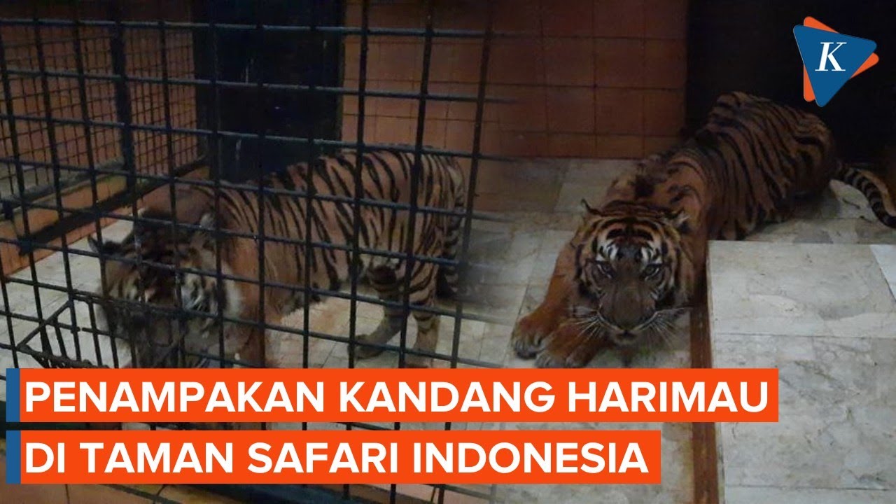 Penampakan Kandang Harimau Taman Safari, Bukan untuk Sirkus